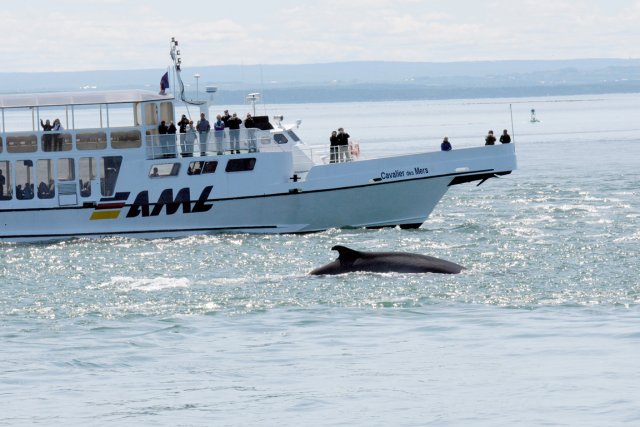 343890-croisieres-baleines-depart-riviere-loup